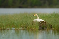 Labut zpevna - Cygnus cygnus - Whooper Swan 3672